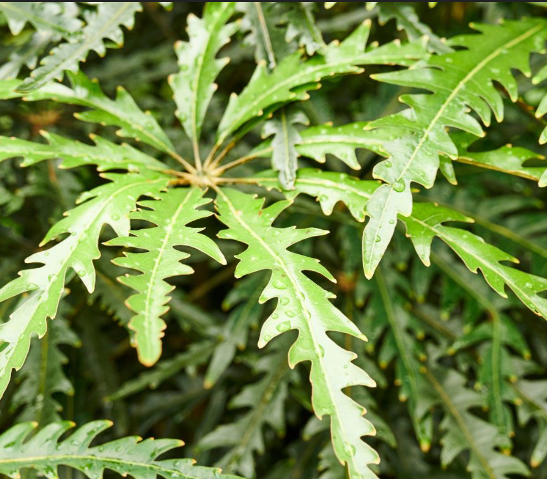 False Aralia Tree 45G