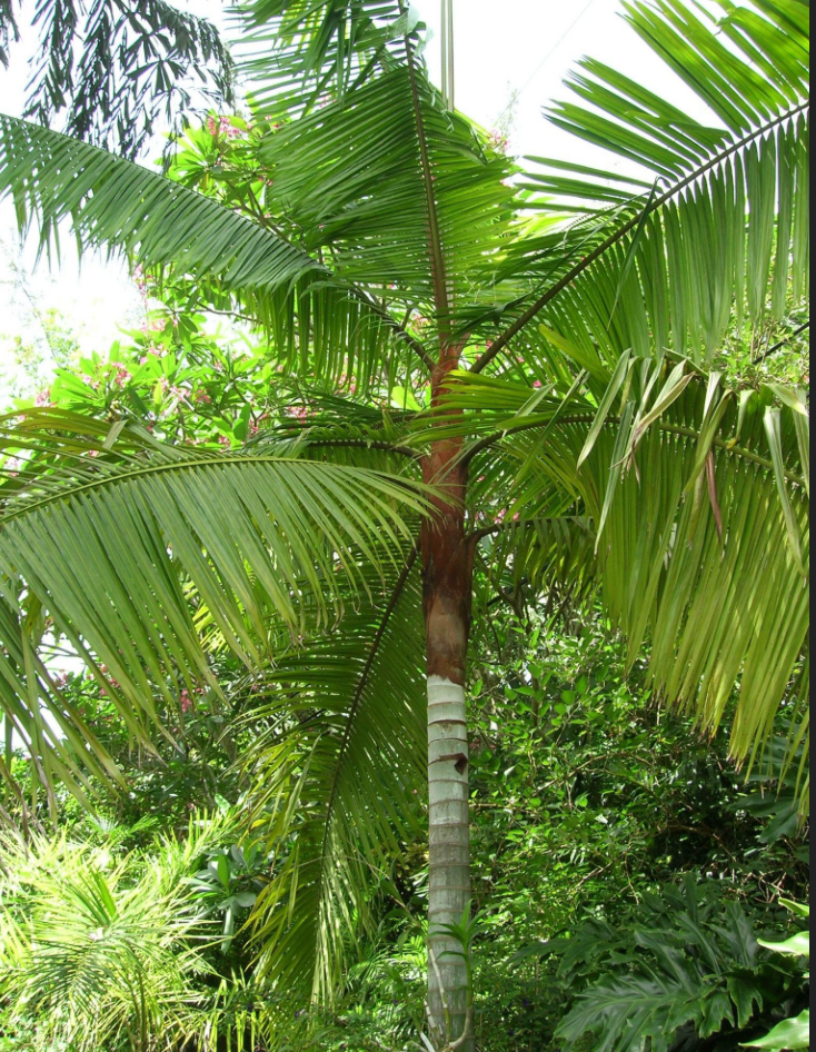 Teddy Bear Palm Tree 45G