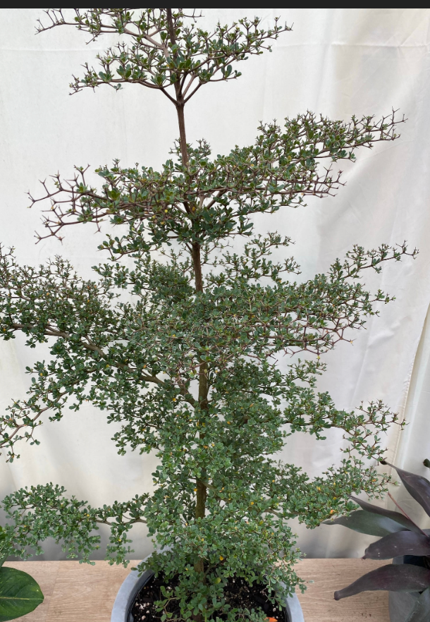 Spiny Black Olive STD 45G