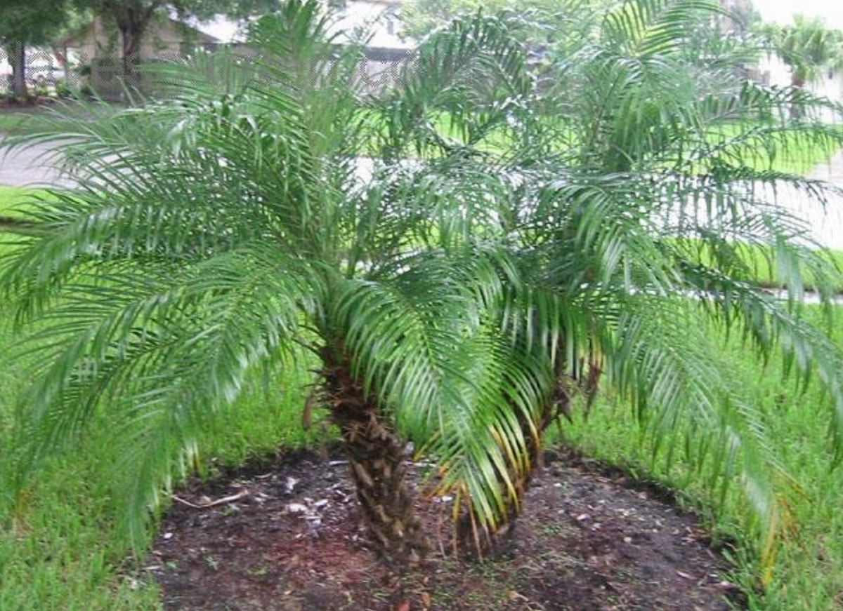 Robellini Palm DBL 45G