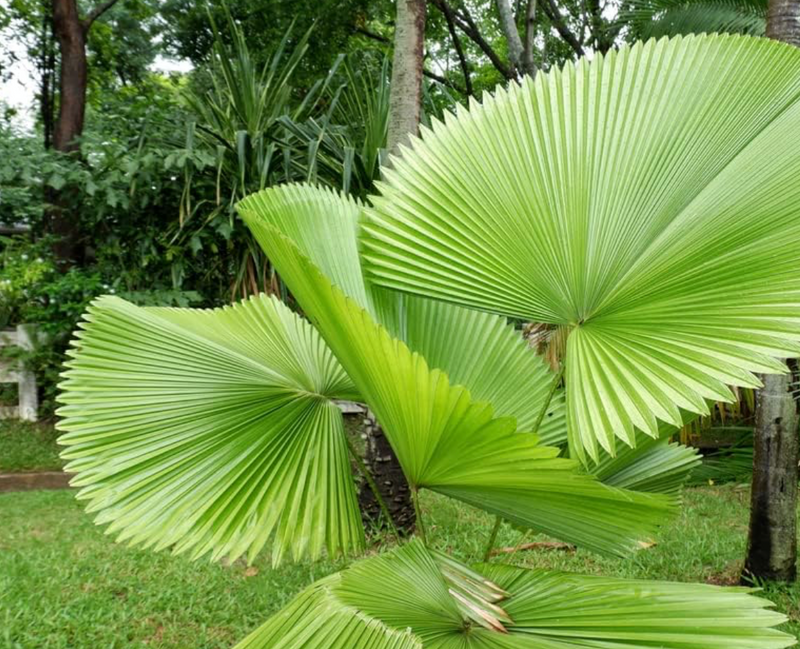 Fiji Fan Palm 65G