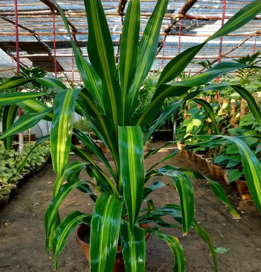 Dracaena Fragrans (Corn Plant) 7G