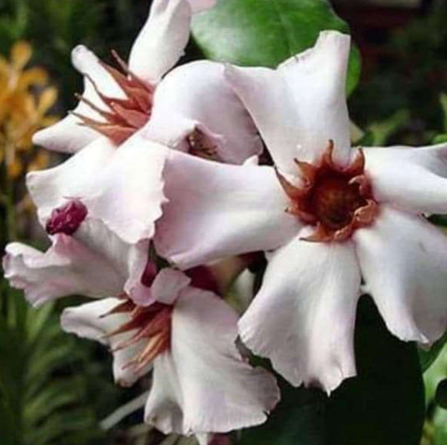 Poison Arrow Plant &G