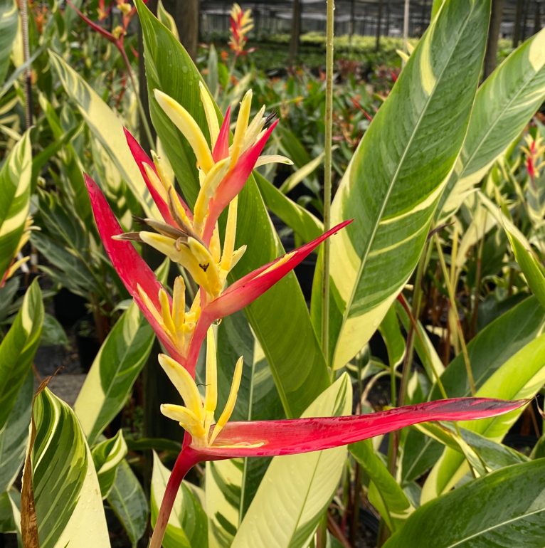 Variegated Heliconia Lady Di 7G