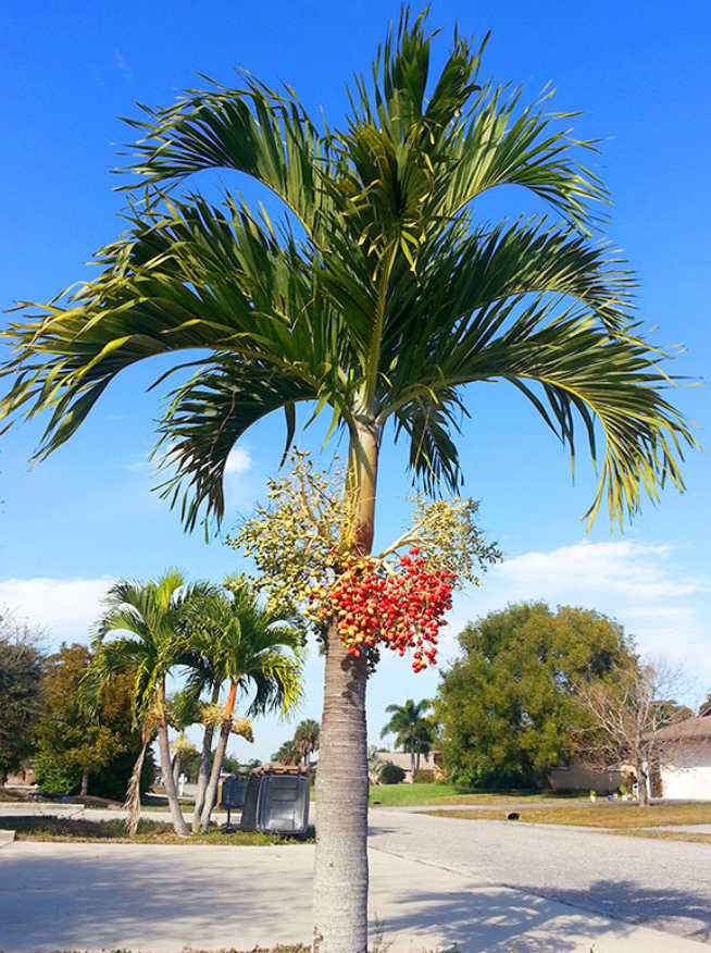 Adonidia Merrillii (Christmas Palm) 25G