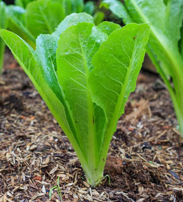 Romaine Lettuce