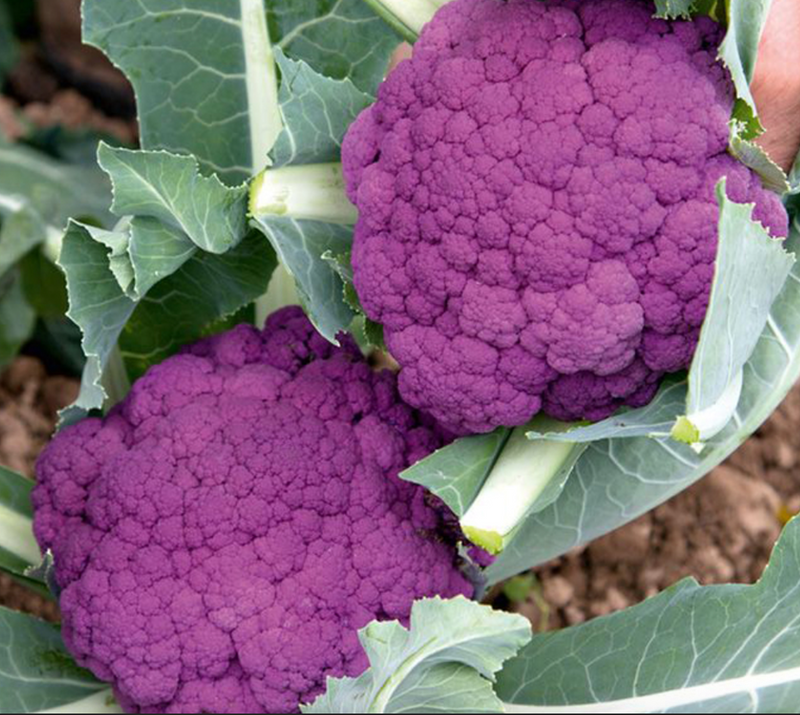 Purple Cauliflower