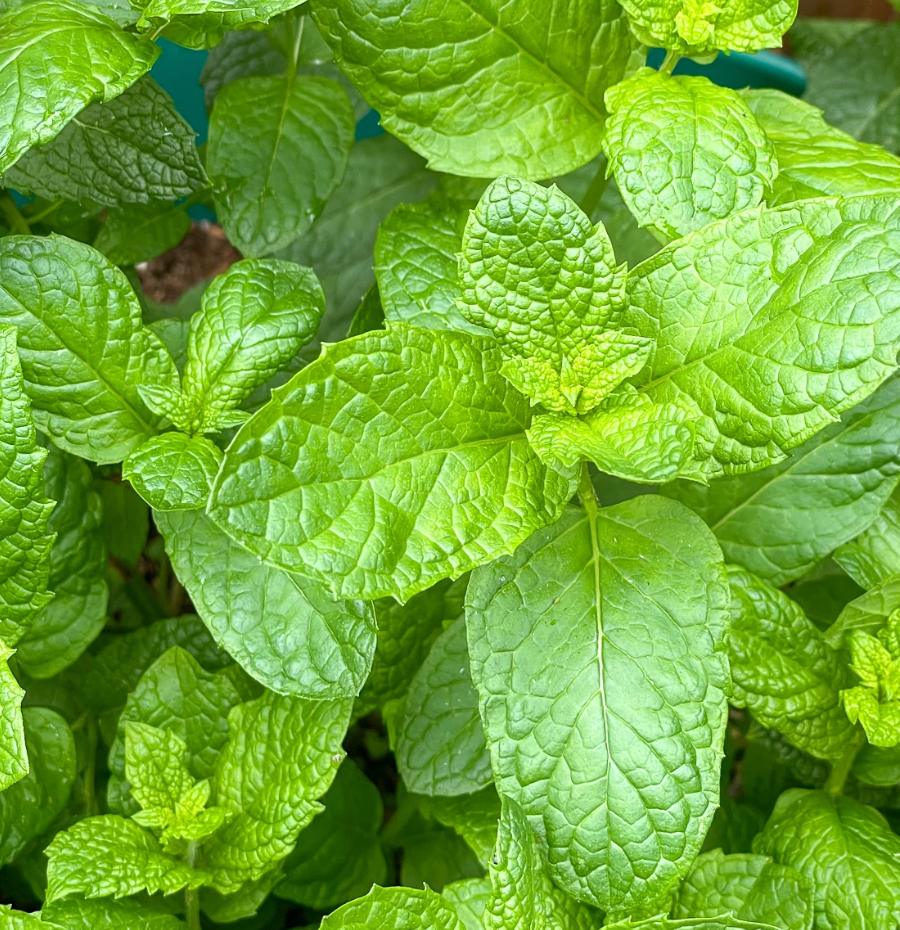 Mojito Mint