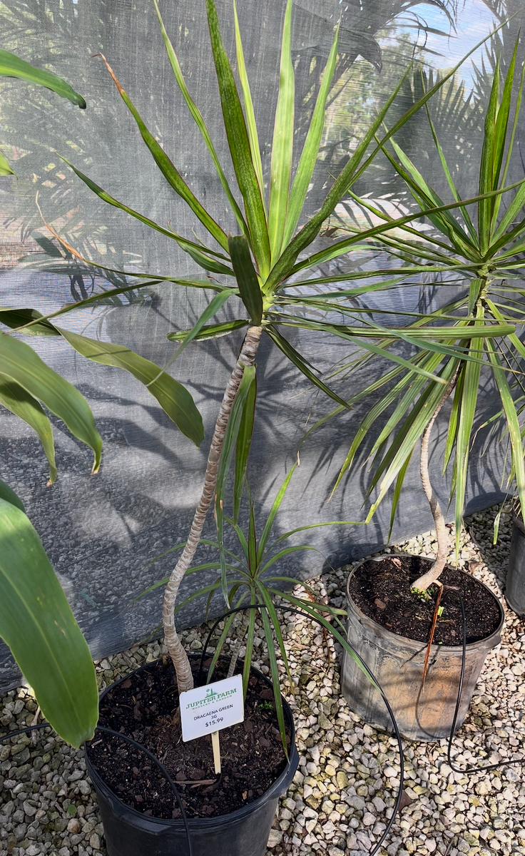 Green Dracaena Marginata 3G