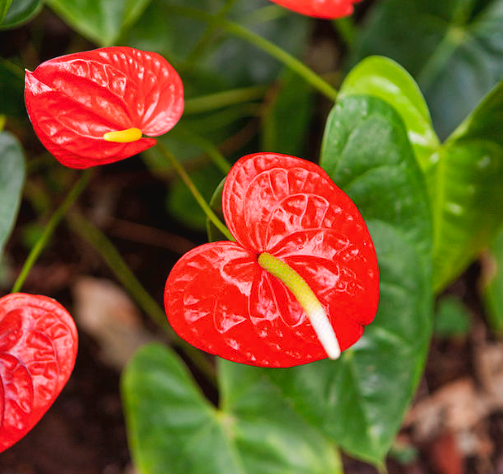 Flamingo Lilly Anthurium 7G