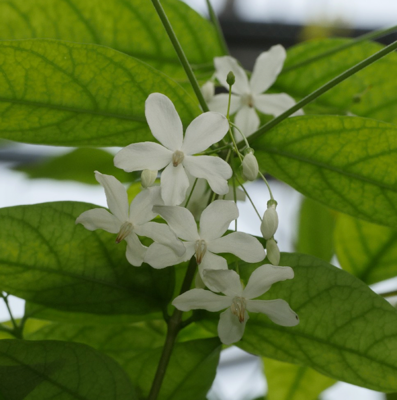 Wrightia Religiosa 15G