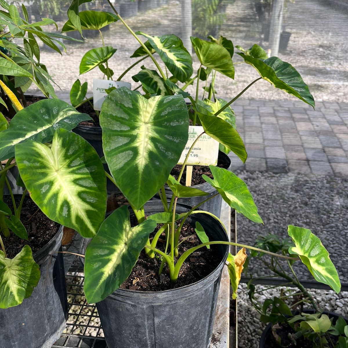 Colocasia 3G