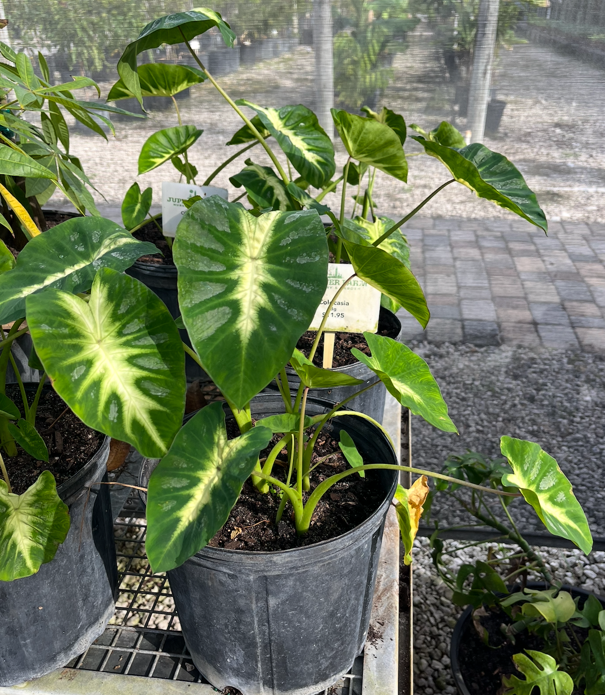 Colocasia 3G