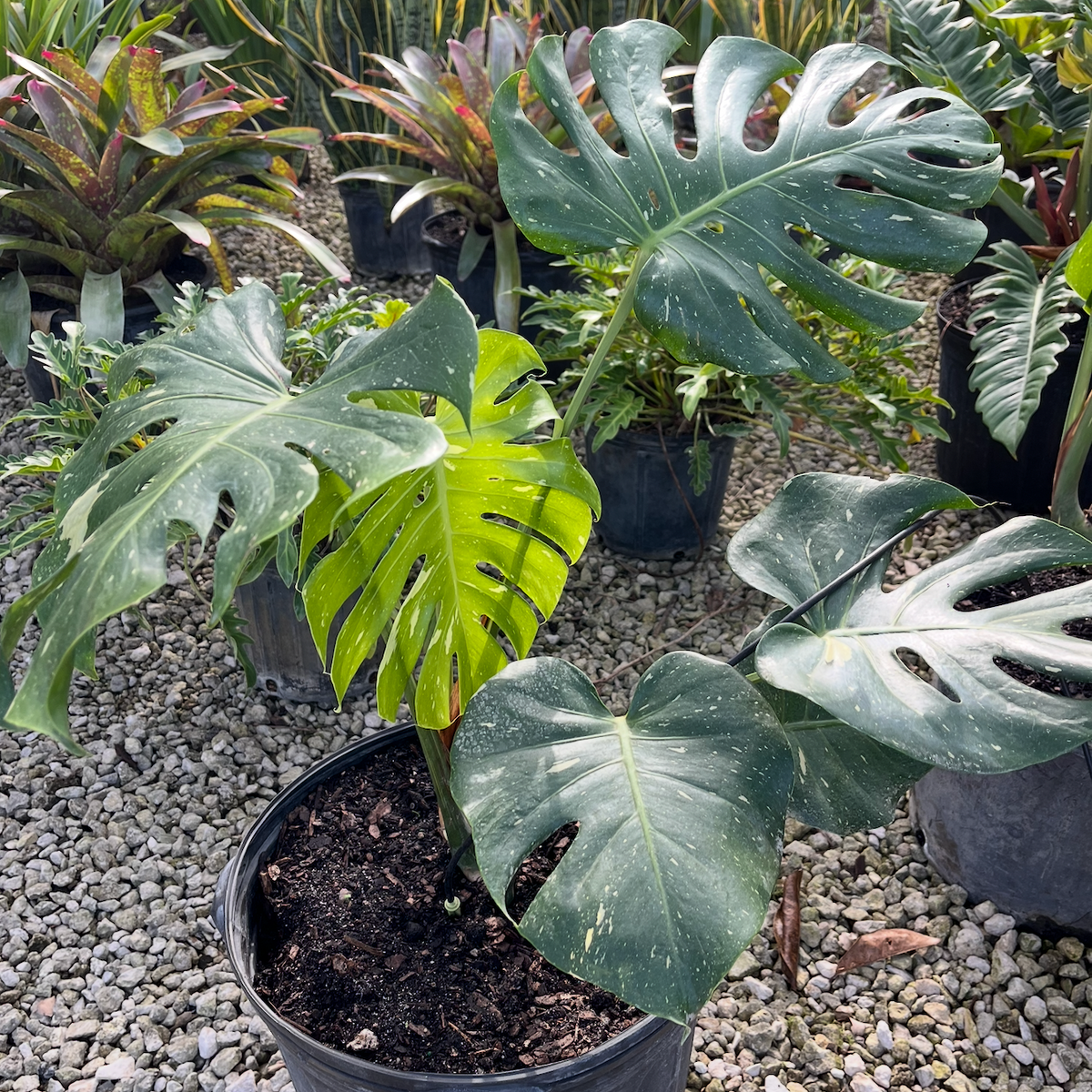 Thai Constellation Monstera 15G (shade house)