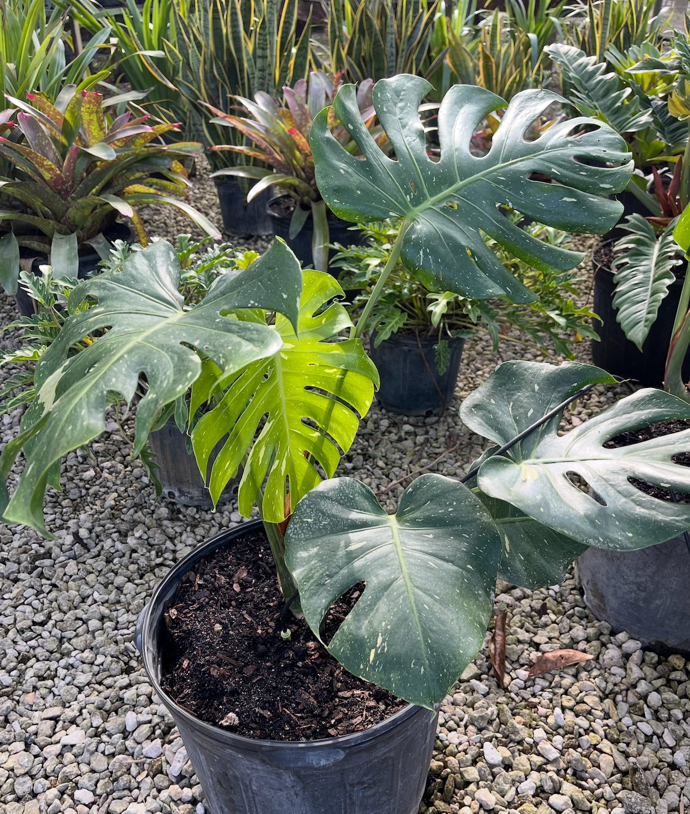 Thai Constellation Monstera 15G (shade house)