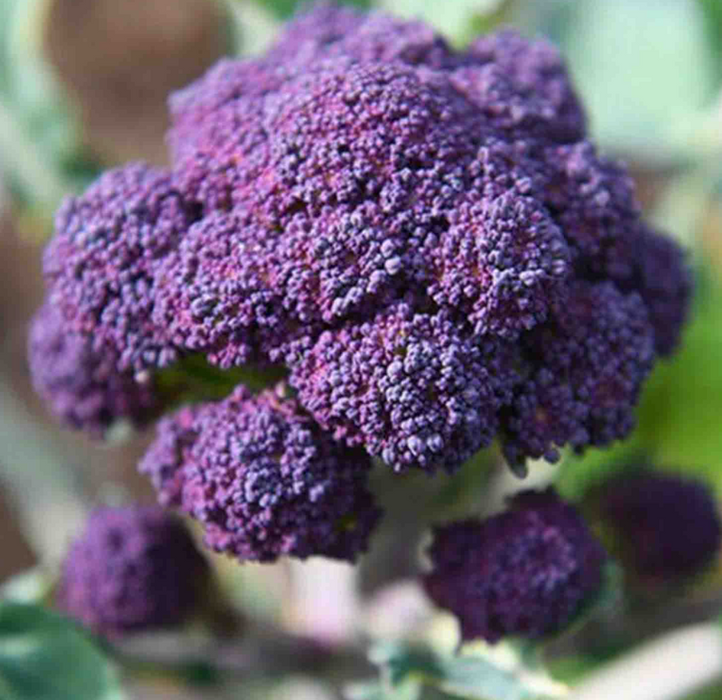 Purple Broccoli