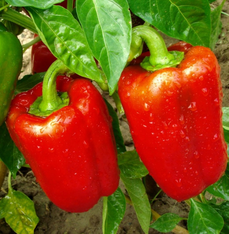Red Bell Peppers