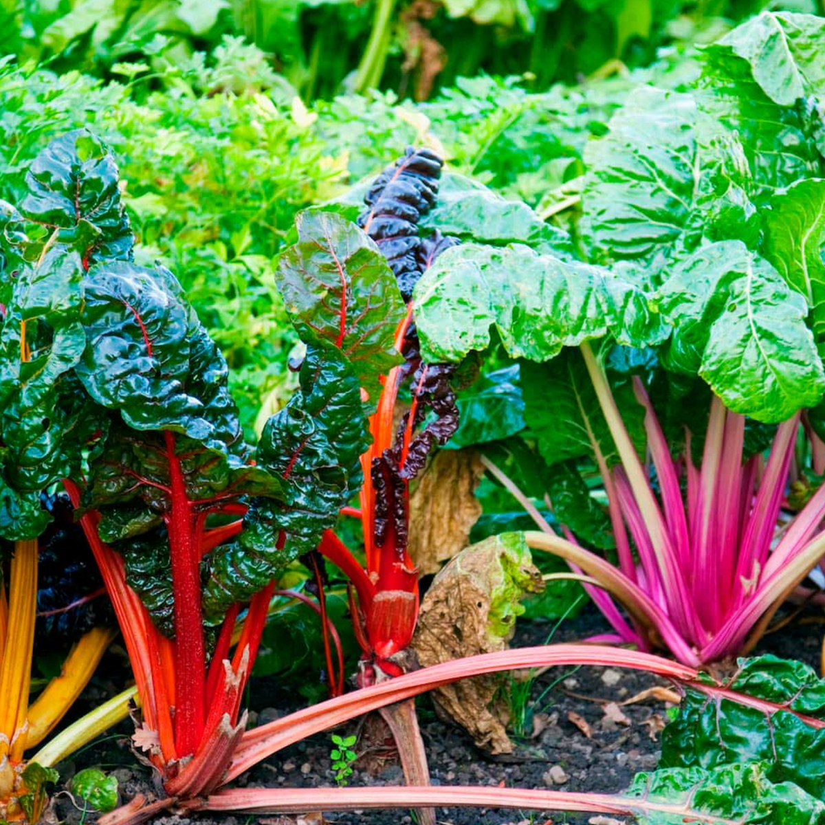 Swiss Chard