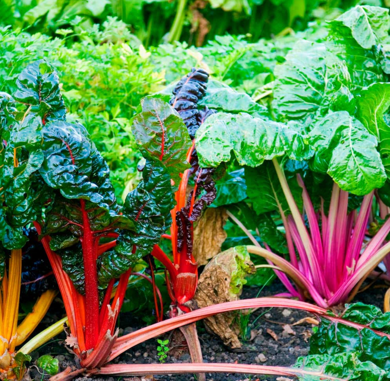 Swiss Chard