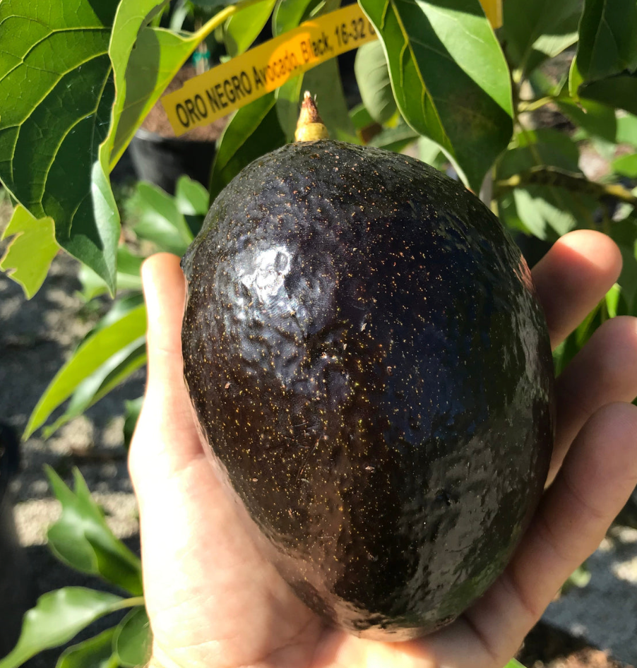 Oro Negro Avocado Tree 15G Urban Abundance