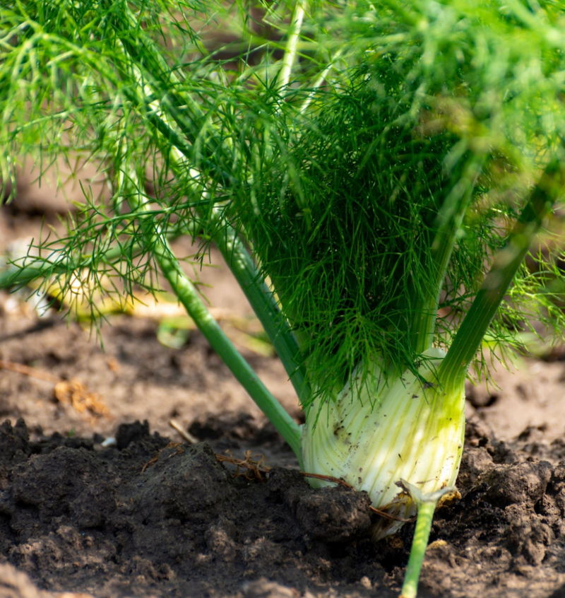 Fennel