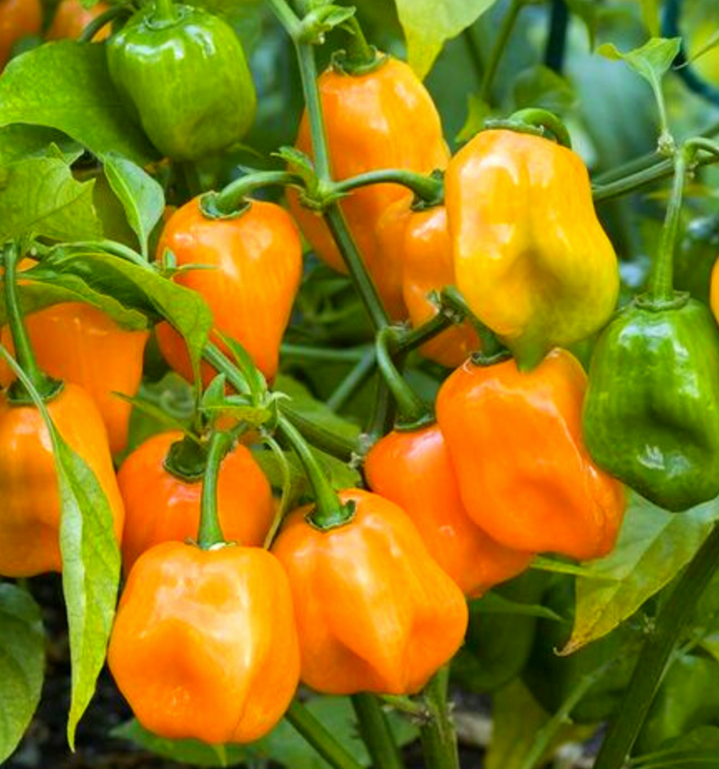 Scotch Bonnet Pepper