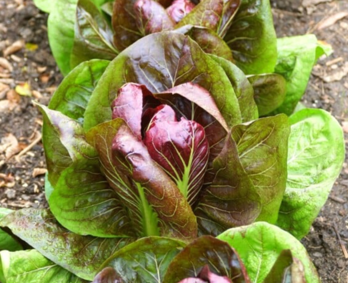 Radicchio Lettuce
