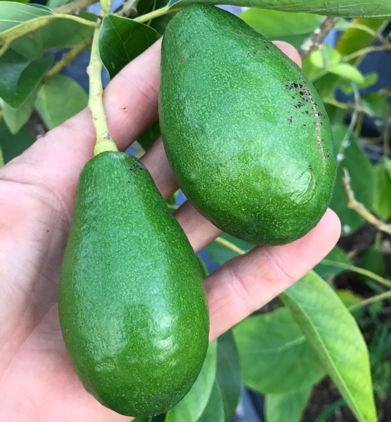 Day Avocado Tree 15G Urban Abundance