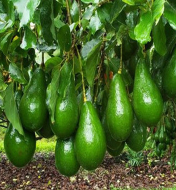 Hall Avocado Tree 15G Urban Abundance