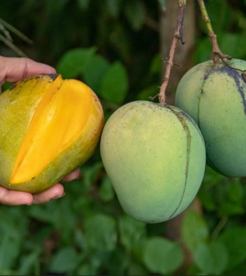 Cotton Candy Mango Tree 7G - Urban Abundance