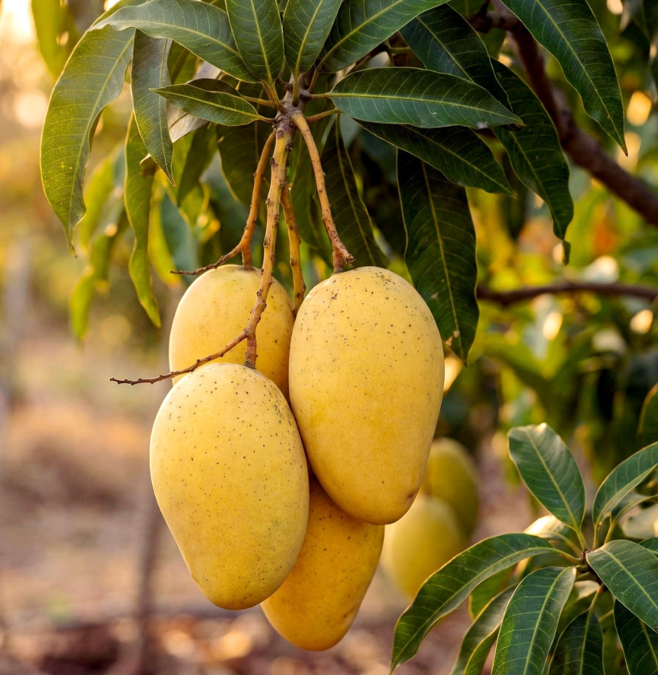 Lemon Meringue Mango Tree 7G - Urban Abundance