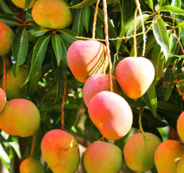 Sunrise Mango Tree 7G - Urban Abundance