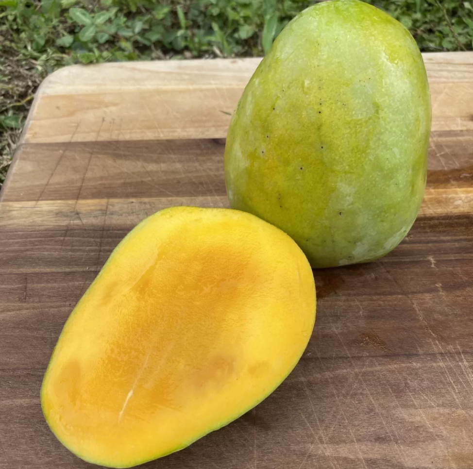 Butter Cream Mango Tree 7G - Urban Abundance