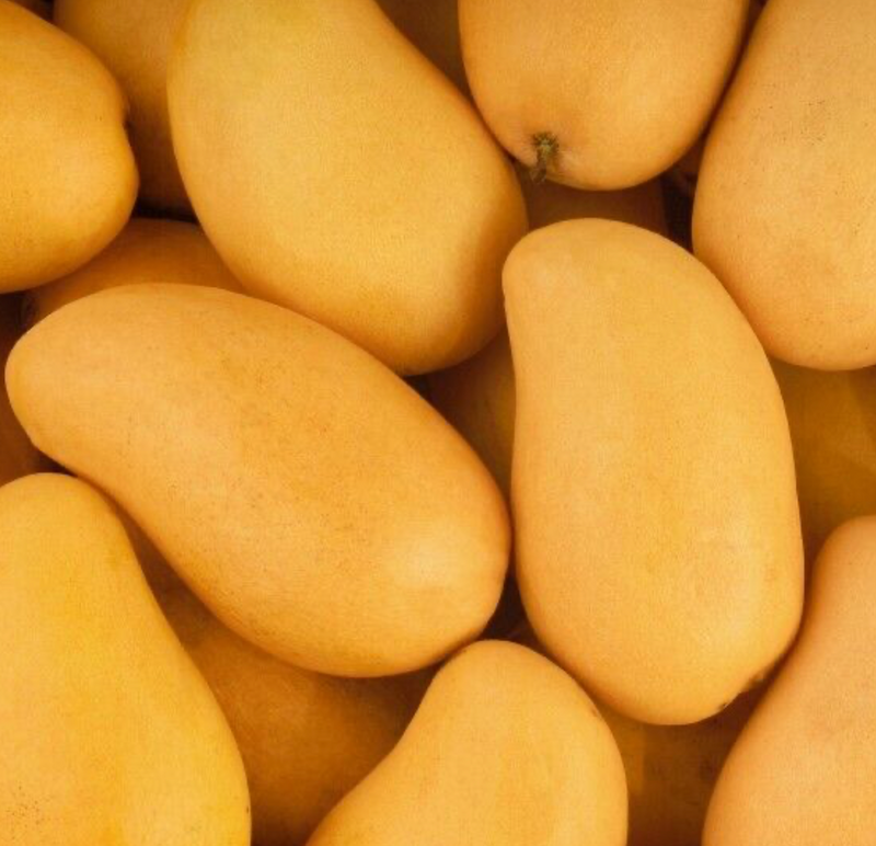 Raw Honey Mango Tree 7G - Urban Abundance