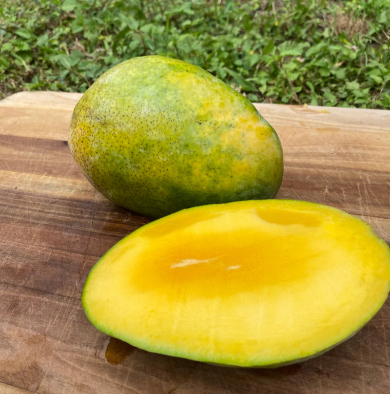 Pineapple Pleasure Mango Tree 7G - Urban Abundance