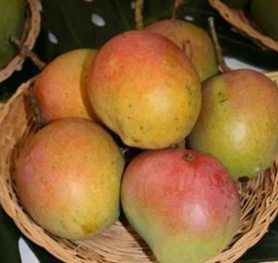 Bombay Mango Tree 7G - Urban Abundance