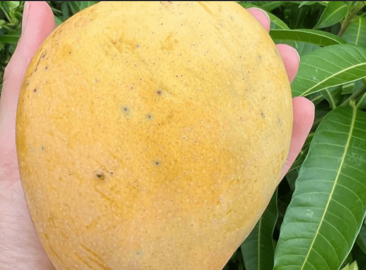 Catalina Mango Tree 7G - Urban Abundance