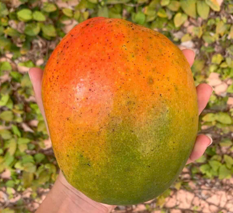 Jakarta Mango Tree 7G - Urban Abundance