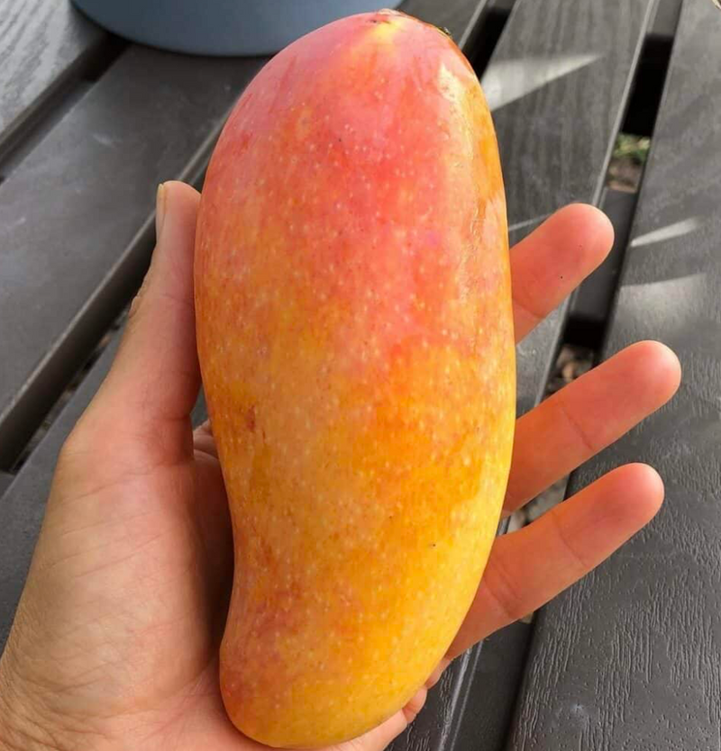 Maha Mango Tree 7G - Urban Abundance