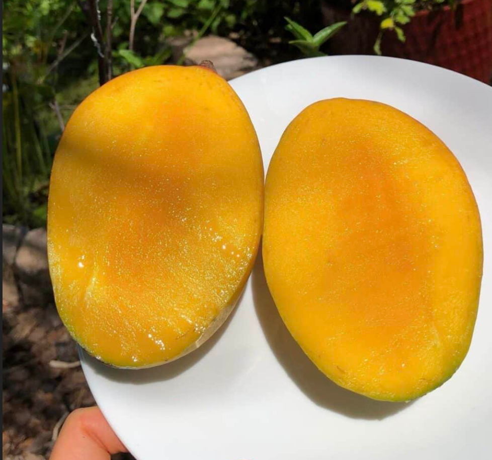 Pickering Mango Tree 7G - Urban Abundance