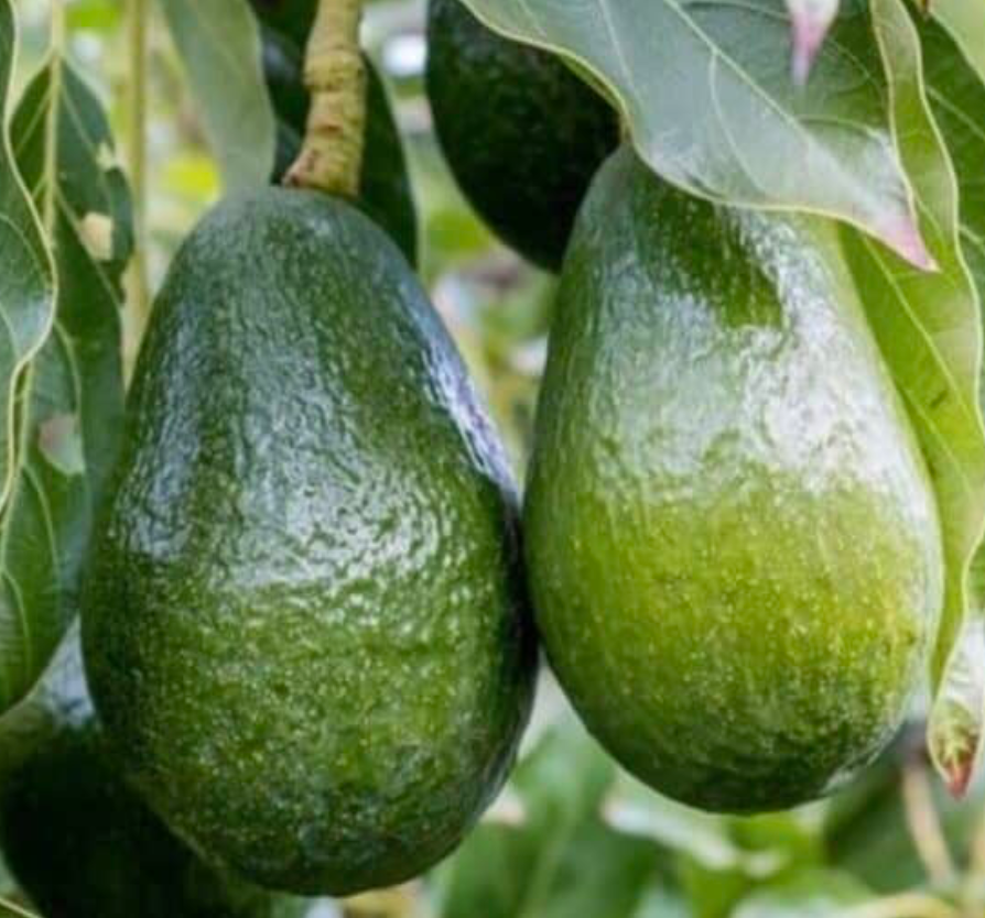 Wurtz Avocado Tree 15G Urban Abundance