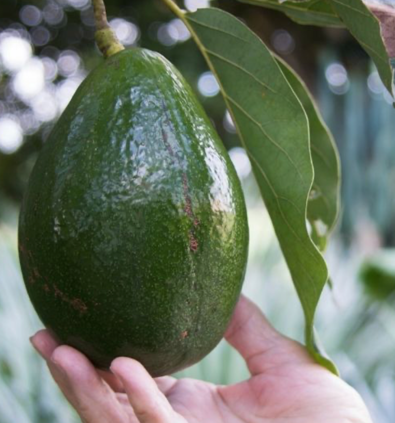 Monroe Avocado Tree 15G Urban Abundance