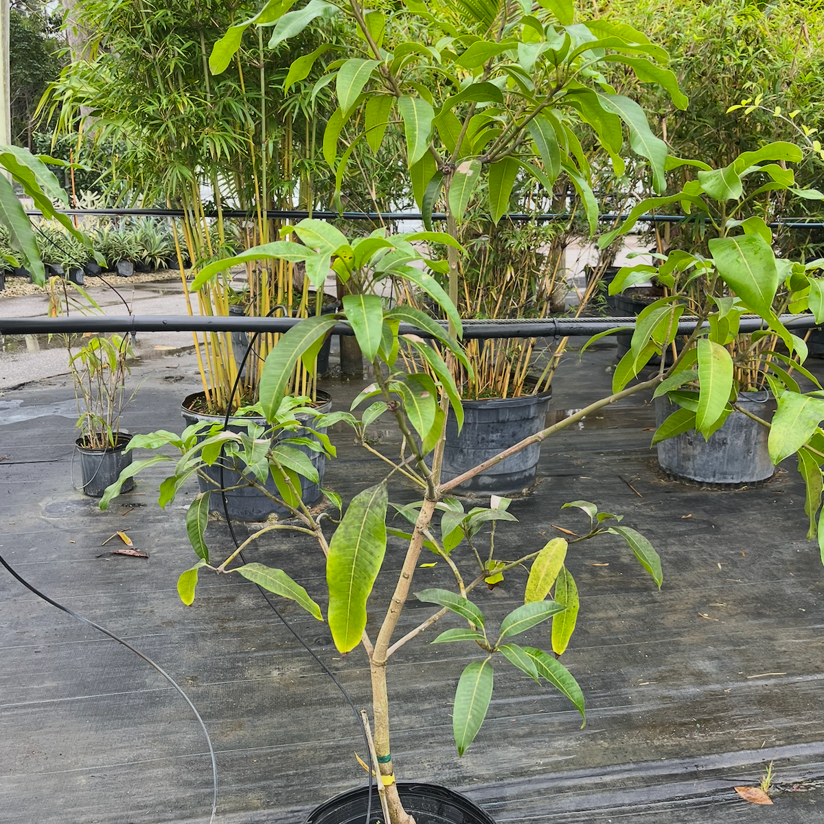 M-4 Mango Tree 7G - Urban Abundance