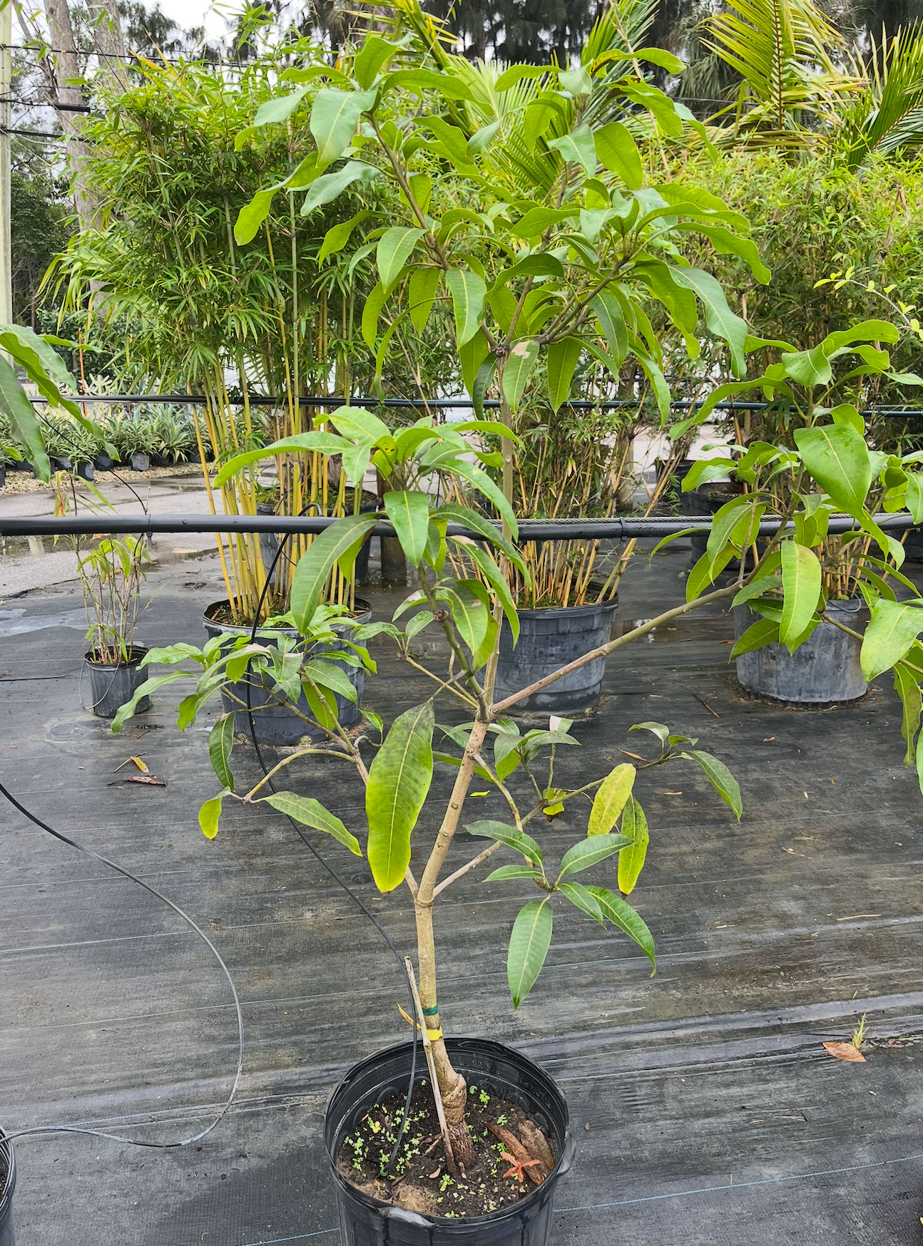 M-4 Mango Tree 7G - Urban Abundance