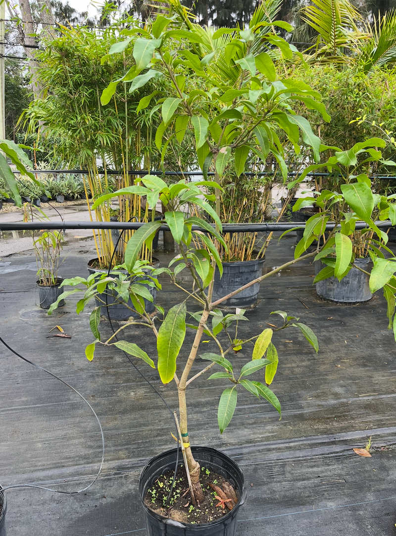 M-4 Mango Tree 7G - Urban Abundance