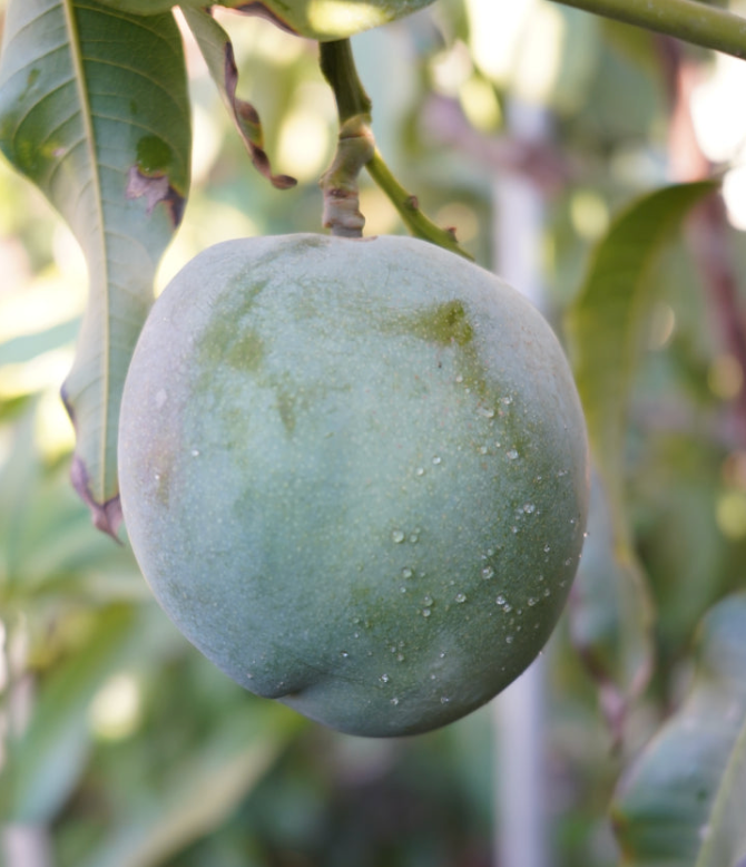 All Summer Mango Tree 15G - Urban Abundance