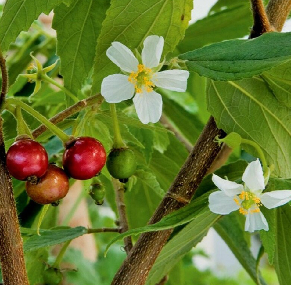 Strawberry Tree 7G - Urban Abundance