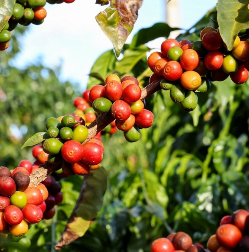 Arabica Coffee 7G - Urban Abundance