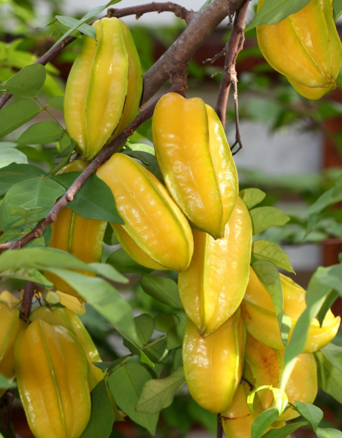 Fwang Tung Carambola Tree 7G - Urban Abundance