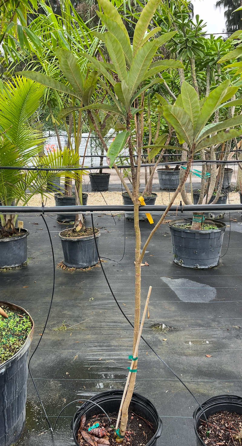 Loquat Yehuda 7G - Urban Abundance